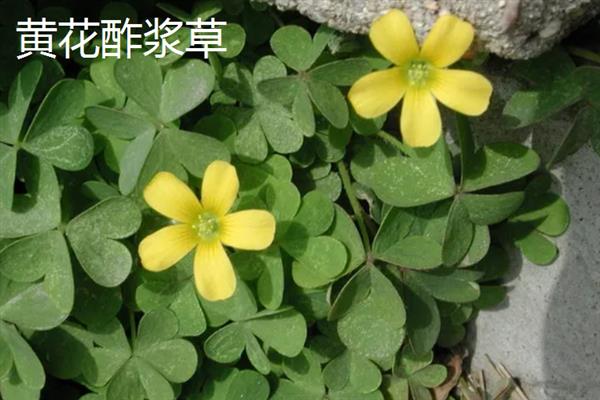 四季酢浆草种球怎么种植，通常在春秋两季进行