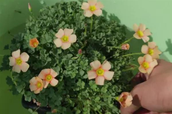 四季酢浆草种球怎么种植，通常在春秋两季进行