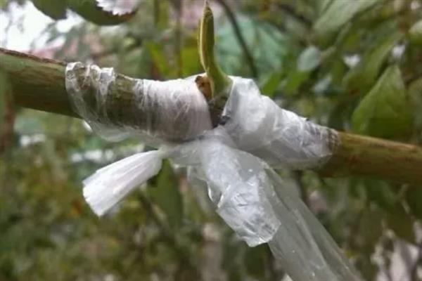 柠檬树冻了的处理方式，要立刻将其冻伤组织剪掉
