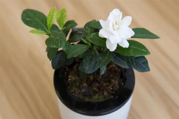 栀子花叶片萎蔫怎么补救，过量浇水时可将它养在通风的环境中