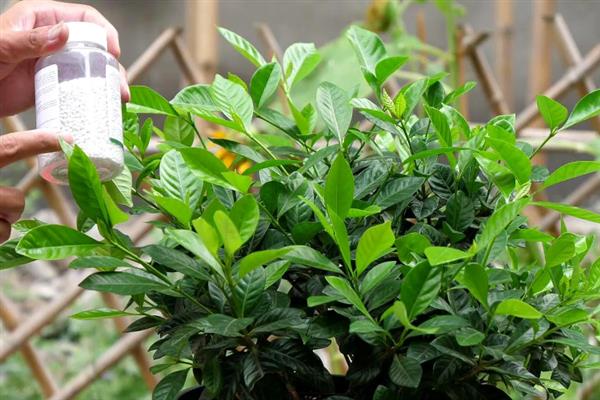 栀子花叶片萎蔫怎么补救，过量浇水时可将它养在通风的环境中