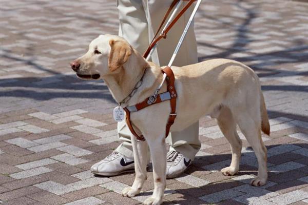 拉布拉多犬的简介，性情温和且忠诚