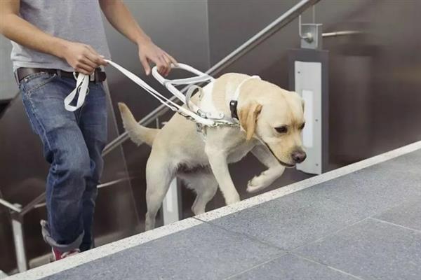 拉布拉多犬的简介，性情温和且忠诚