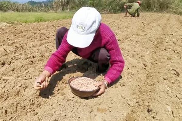 三月种花生在几月成熟，7-9月份可以成熟