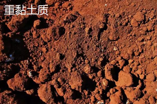 三月种花生在几月成熟，7-9月份可以成熟