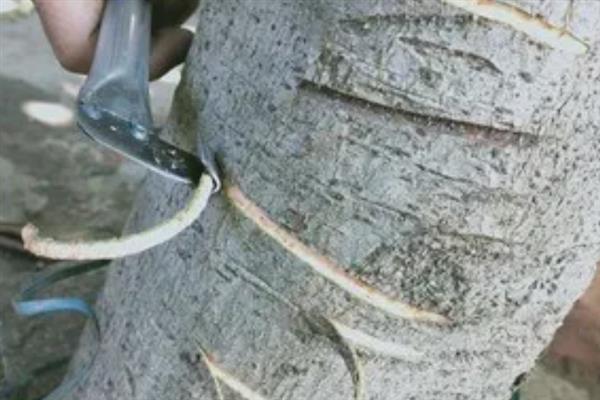 冬季给果树刮皮要注意什么，深度以刚好刮除病体碰掉翘皮为宜