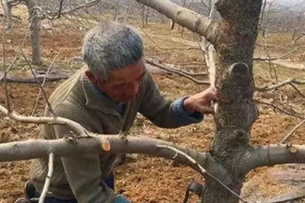 冬季给果树刮皮要注意什么，深度以刚好刮除病体碰掉翘皮为宜