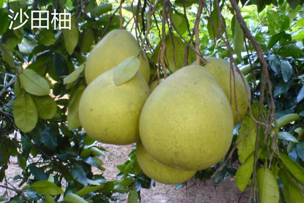 广西玉林的特产，沙田柚可竞争国际市场