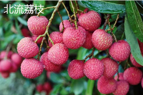 广西玉林的特产，沙田柚可竞争国际市场