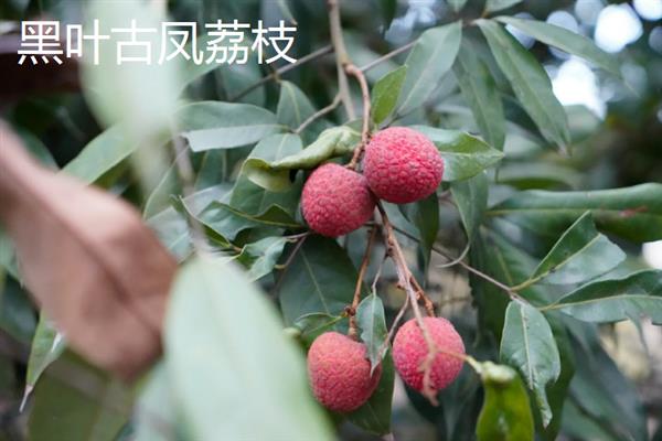 广西玉林的特产，沙田柚可竞争国际市场