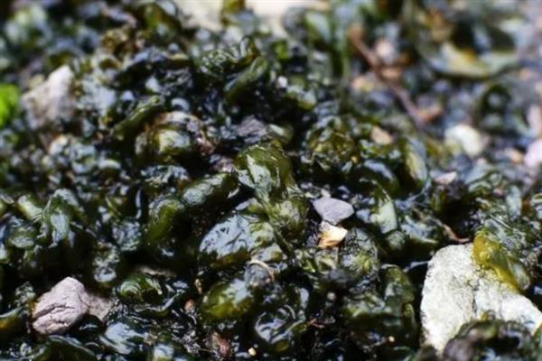 无法人工种植地皮菜的原因，并非提供某种设施就能满足生长条件