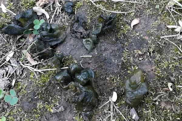 无法人工种植地皮菜的原因，并非提供某种设施就能满足生长条件
