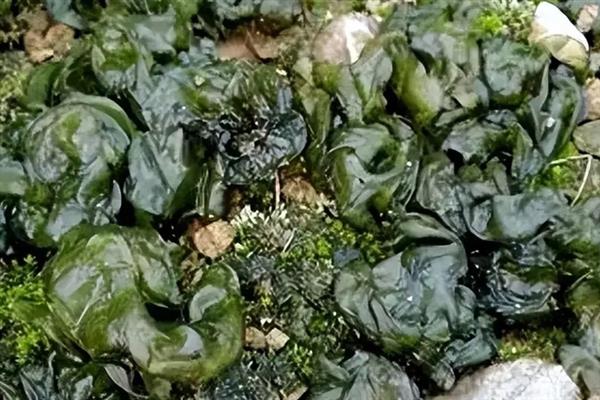 无法人工种植地皮菜的原因，并非提供某种设施就能满足生长条件