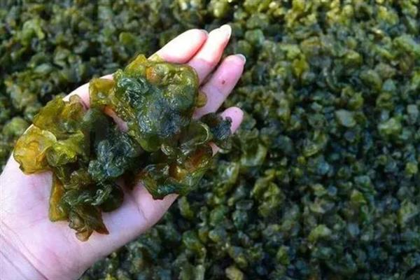 无法人工种植地皮菜的原因，并非提供某种设施就能满足生长条件
