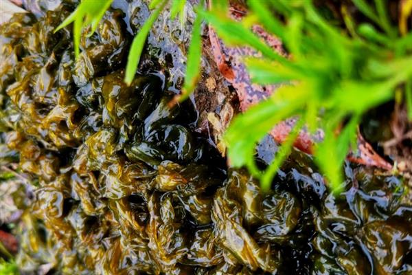 无法人工种植地皮菜的原因，并非提供某种设施就能满足生长条件