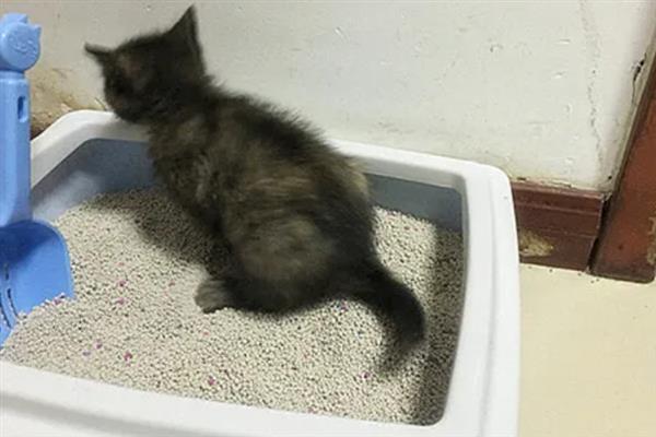 猫咪拉稀的原因，可能是消化不良所致