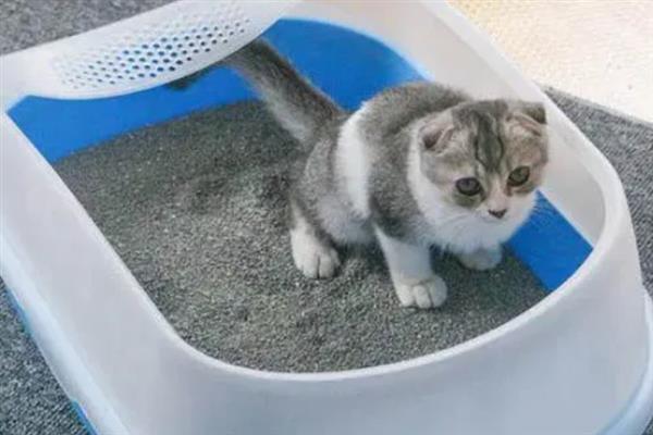 猫咪拉稀的原因，可能是消化不良所致