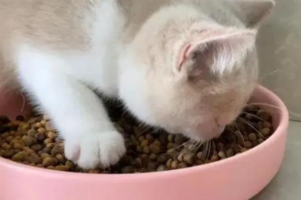 猫咪拉稀的原因，可能是消化不良所致