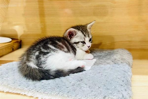 猫咪拉稀的原因，可能是消化不良所致