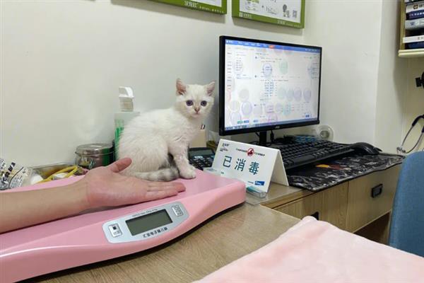 猫咪拉稀的原因，可能是消化不良所致