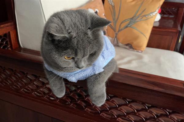 猫咪拉稀的原因，可能是消化不良所致