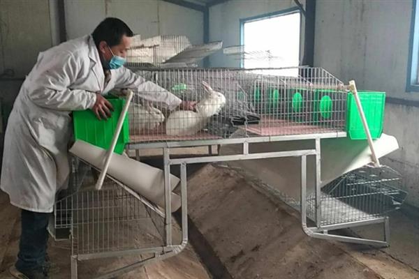 兔子为什么出现呼吸道炎症，大多是饲养环境通风差、温度不适等原因造成