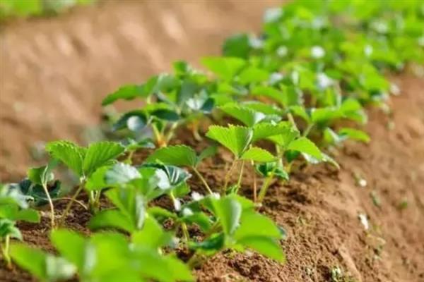 草莓怎么种植，种植季节为春季或者秋季