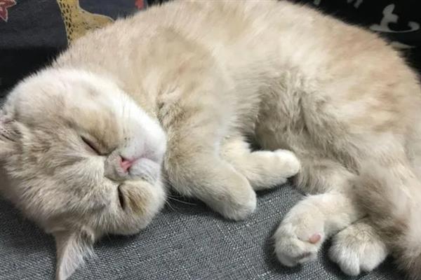 猫蛔虫会不会传染，可以感染给其他的猫咪