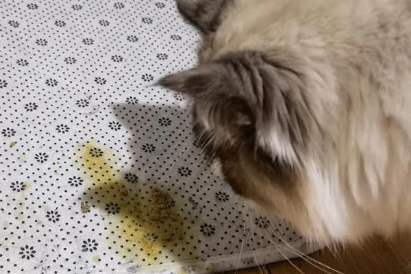猫蛔虫会不会传染，可以感染给其他的猫咪
