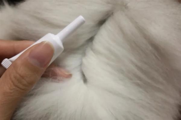 猫蛔虫会不会传染，可以感染给其他的猫咪