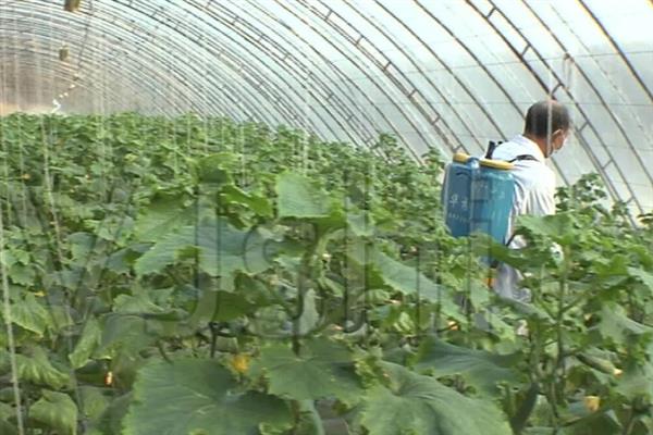 如何防治黄瓜低温障碍，冷冻种子再播种可增强抗寒能力