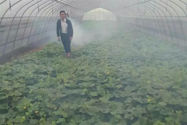 如何防治黄瓜低温障碍，冷冻种子再播种可增强抗寒能力