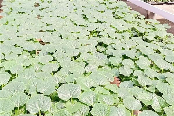 如何防治黄瓜低温障碍，冷冻种子再播种可增强抗寒能力
