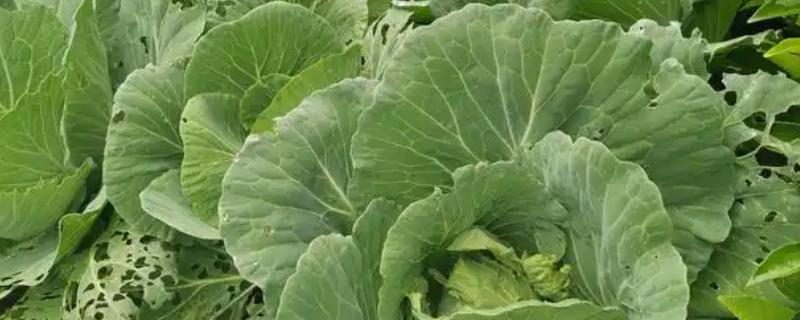 小白菜有虫眼的原因，是由于菜青虫幼虫啃食所致