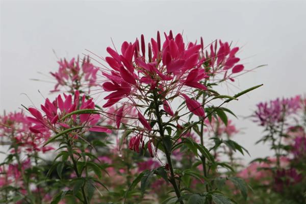 醉蝶花有什么花语，代表意义为神秘