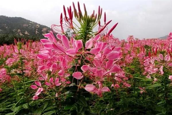 醉蝶花有什么花语，代表意义为神秘