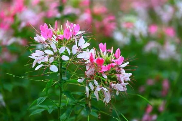 醉蝶花有什么花语，代表意义为神秘