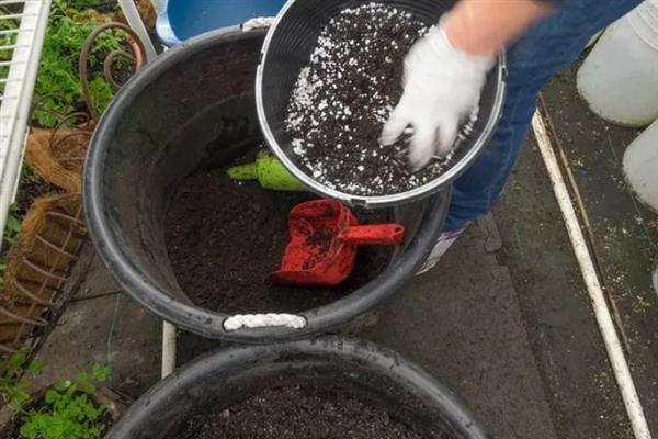 铁线莲的养殖方式，生长期每隔半个月追施一次氮肥