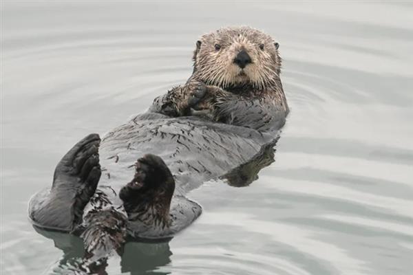 水獭的其它叫法，具有鱼猫、水狗等别称