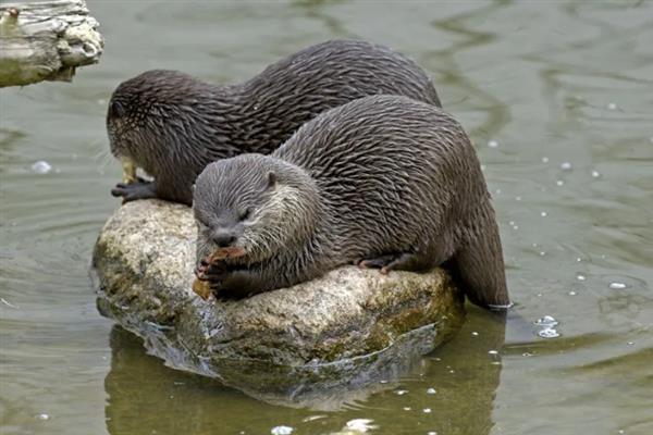 水獭的其它叫法，具有鱼猫、水狗等别称