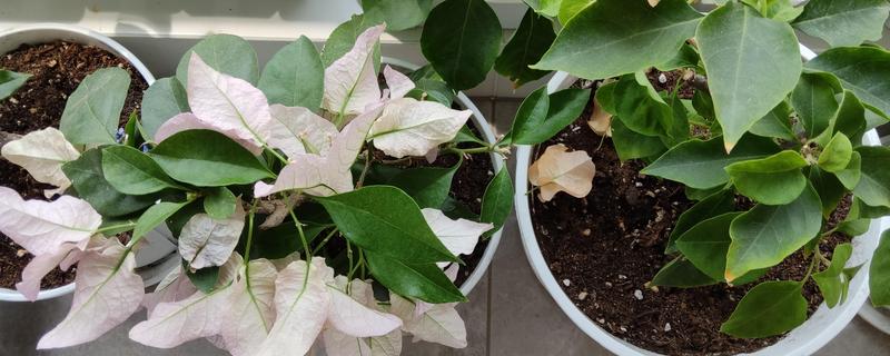 三角梅的换盆时间，春秋季节最合适