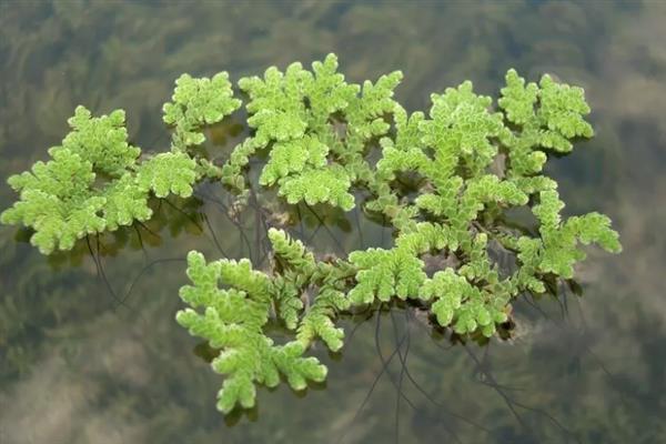 满江红植物的简介，是满江红科里面的蕨类植物