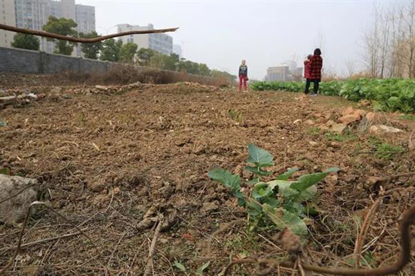 种植韭菜的时间，春秋冬三季均可栽培