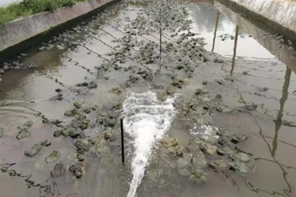 青蛙白内障应该用哪种药，用金典溶液进行药浴具有防治效果