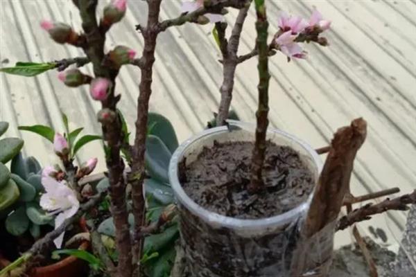 桃花枝泡水能不能开花，带有花蕾的枝条养护一段时间便可开放