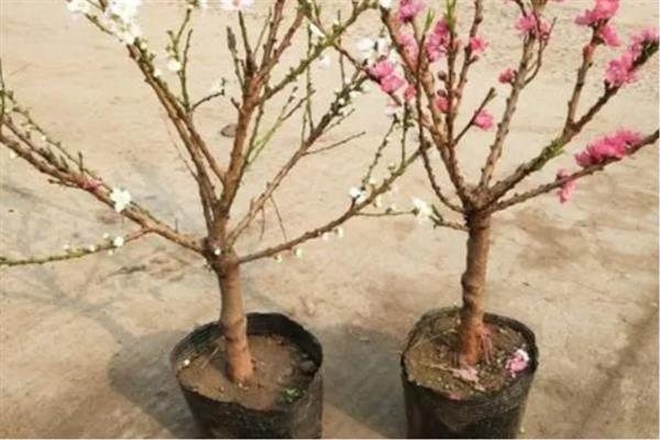 桃花枝泡水能不能开花，带有花蕾的枝条养护一段时间便可开放