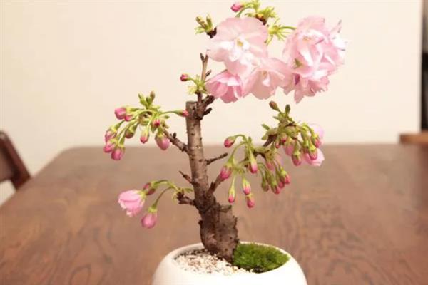 桃花枝泡水能不能开花，带有花蕾的枝条养护一段时间便可开放
