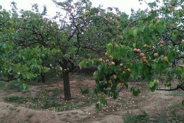 大扁杏的施肥方法，常用以下4种方式