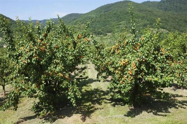 大扁杏的施肥方法，常用以下4种方式