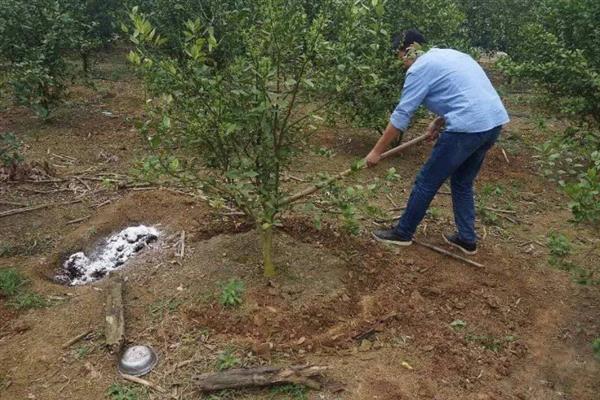 大扁杏的施肥方法，常用以下4种方式